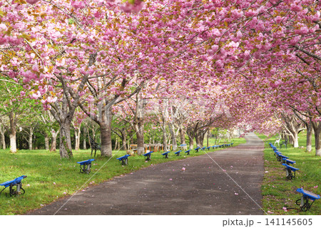 羅生門さくら公園（桜のトンネル）51938 141145605