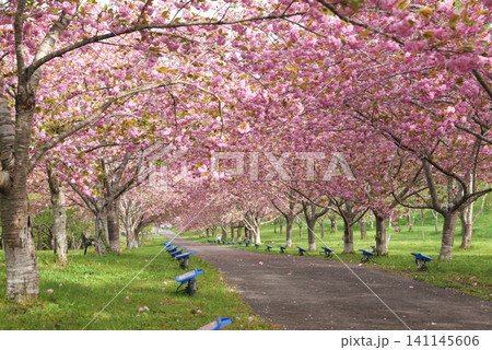 羅生門さくら公園(桜のトンネル)51943 羅生門さくら公園(桜のトンネル)51943 141145606