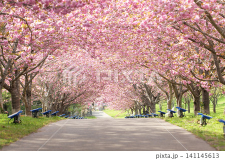 羅生門さくら公園(桜のトンネル)51591 羅生門さくら公園(桜のトンネル)51591 141145613