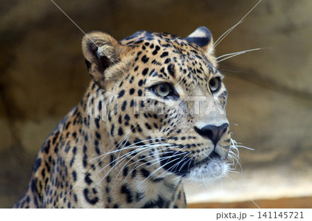 Sri Lankan leopar - Panthera pardus kotiya Sri Lankan leopar - Panthera pardus kotiya 141145721