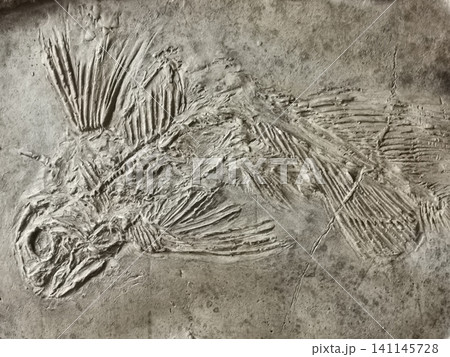 latimerie fish fossil texture latimerie fish fossil texture 141145728