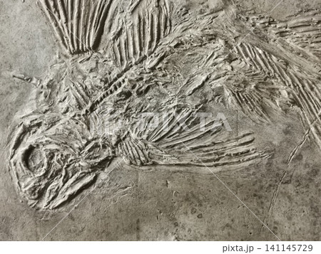 latimerie fish fossil texture latimerie fish fossil texture 141145729