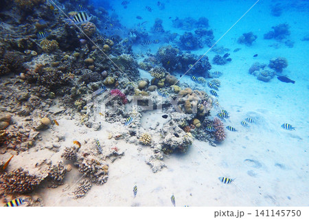 color life under red sea 141145750