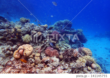 color life under red sea 141145755