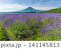 夏の河口湖 ラベンダーと富士山 大石公園 日本 夏の河口湖 ラベンダーと富士山 大石公園 日本 141145813