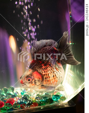幻想的な水槽の中で泳ぐ金魚 幻想的な水槽の中で泳ぐ金魚 141146414