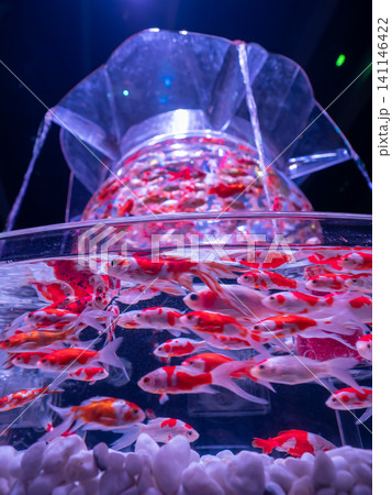 幻想的な水槽の中で泳ぐ金魚 幻想的な水槽の中で泳ぐ金魚 141146422