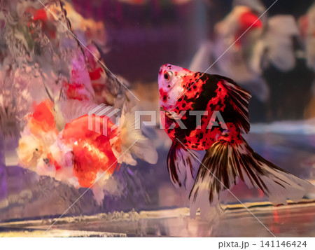 幻想的な水槽の中で泳ぐ金魚 幻想的な水槽の中で泳ぐ金魚 141146424