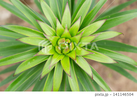 Top view of lush green lily foliage with young flower buds forming a natural pattern Top view of lush green lily foliage with young flower buds forming a natural pattern 141146504