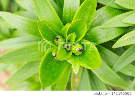 Whole lily plant with developing flower buds growing in a garden Whole lily plant with developing flower buds growing in a garden 141146506