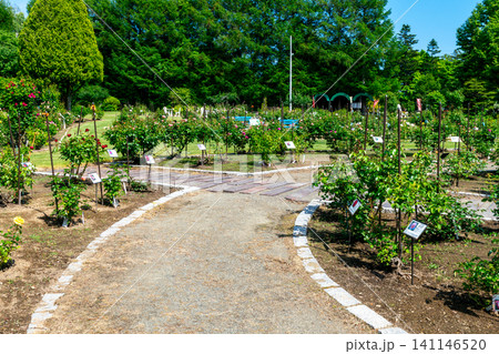 雪印種苗園芸センター バラ見本園園路 札幌市厚別区 新緑 141146520