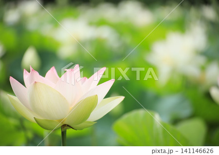 福島県塙町・上渋井ハス園に咲く一輪のハスと爽やかな緑のボケ背景 福島県塙町・上渋井ハス園に咲く一輪のハスと爽やかな緑のボケ背景 141146626