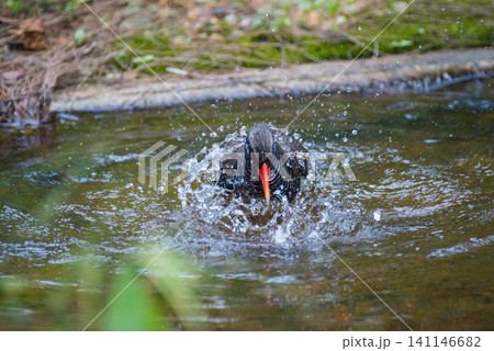水たまりで水浴びする野生のヤンバルクイナ 水たまりで水浴びする野生のヤンバルクイナ 141146682