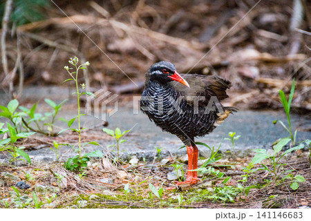 枯れ草の前に佇むヤンバルクイナ 枯れ草の前に佇むヤンバルクイナ 141146683