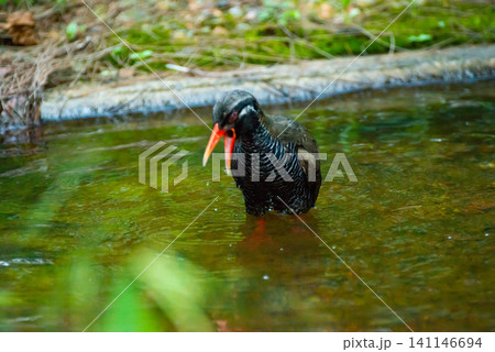 水たまりの中のヤンバルクイナ 141146694