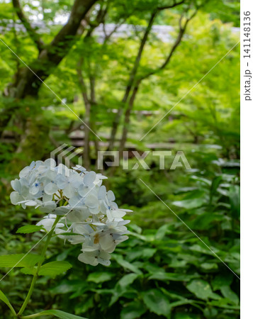 寺院の中庭に咲く白い紫陽花 寺院の中庭に咲く白い紫陽花 141148136