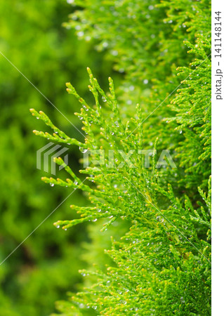 Fresh thuja branch with raindrops on vibrant evergreen foliage after rain 141148144