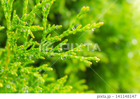 Macro of evergreen thuja branch with water droplets and soft green background Macro of evergreen thuja branch with water droplets and soft green background 141148147