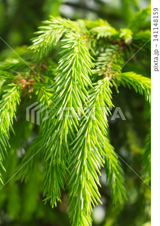 Fresh spruce branch with soft young green needles in natural sunlight Fresh spruce branch with soft young green needles in natural sunlight 141148159