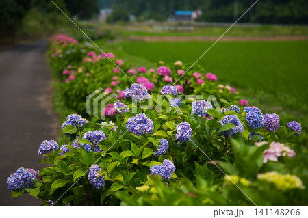 見頃を迎えたあじさいロード 見頃を迎えたあじさいロード 141148206