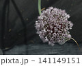 ニンニクの花 141149151