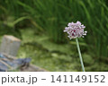 ニンニクの花 141149152