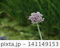 ニンニクの花 141149153