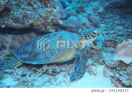 阿嘉島、休憩中のアオウミガメ　水中写真 141149237