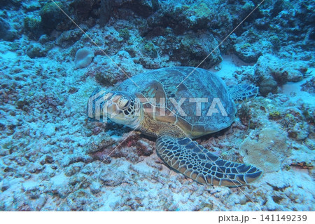 阿嘉島、休憩中のアオウミガメ 水中写真 阿嘉島、休憩中のアオウミガメ 水中写真 141149239