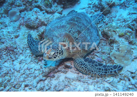 阿嘉島、休憩中？のアオウミガメ　水中写真 141149240