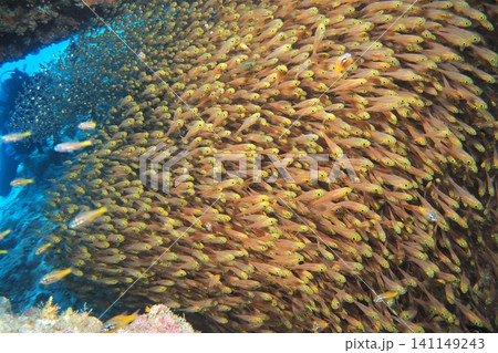 座間味島、海中洞窟内のキンメモドキ群れ 水中写真 座間味島、海中洞窟内のキンメモドキ群れ 水中写真 141149243