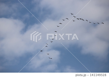 空を飛ぶカワウ 141149328