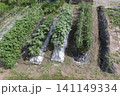 農家の家庭菜園 141149334