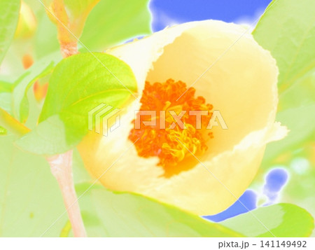 咲き始めの夏椿の花（afw20260619061028) 141149492