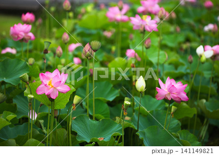 見頃の蓮の花 見頃の蓮の花 141149821