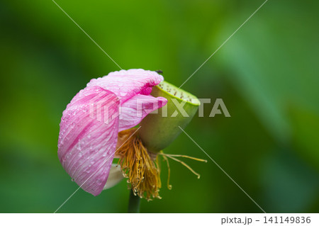 見頃の蓮の花 見頃の蓮の花 141149836