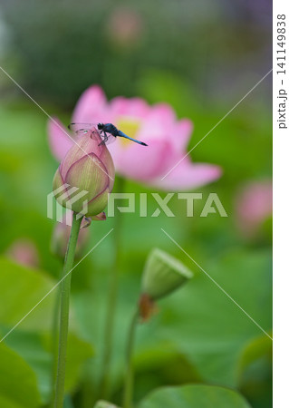 見頃の蓮の花 見頃の蓮の花 141149838