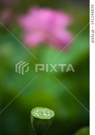 見頃の蓮の花 見頃の蓮の花 141149839
