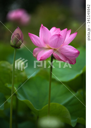 見頃の蓮の花 見頃の蓮の花 141149842