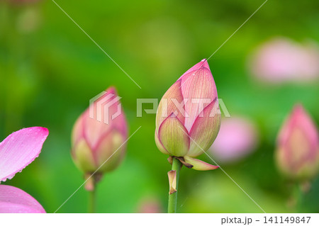 見頃の蓮の花 見頃の蓮の花 141149847
