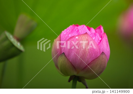 見頃の蓮の花 見頃の蓮の花 141149900