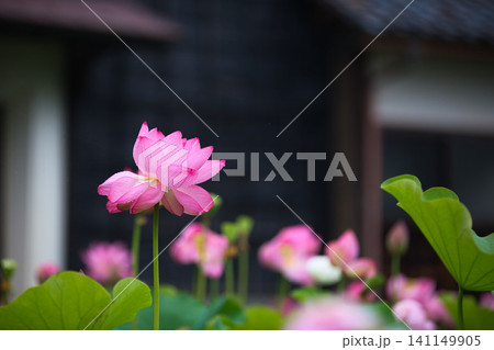 見頃の蓮の花 見頃の蓮の花 141149905