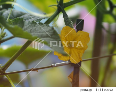 キュウリの花と黄色い花 キュウリの花と黄色い花 141150058