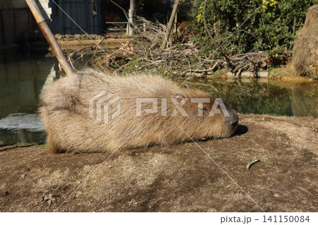 昼寝中のカピバラ 昼寝中のカピバラ 141150084