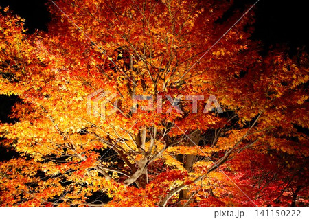 【青森県弘前市】弘前城菊と紅葉まつり ライトアップ紅葉 【青森県弘前市】弘前城菊と紅葉まつり ライトアップ紅葉 141150222