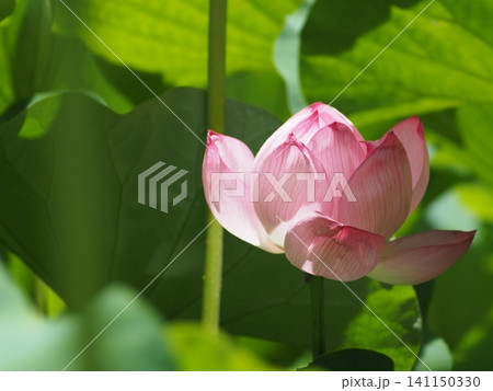 蓮の花のある風景 蓮の花のある風景 141150330