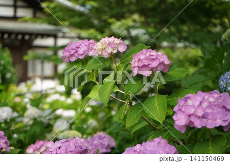 紫陽花のある風景 紫陽花のある風景 141150469