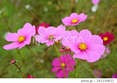 コスモスの花 コスモスの花 141150612