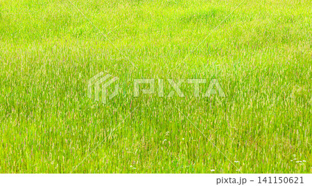 夏の北海道の風に揺れる草原の風景 夏の北海道の風に揺れる草原の風景 141150621