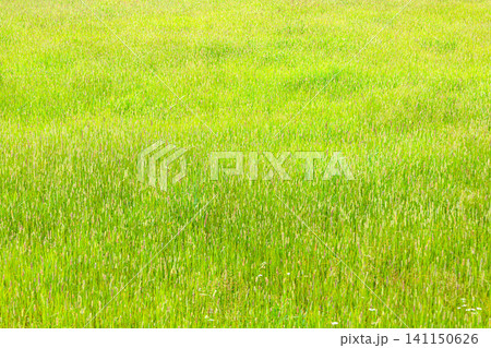 夏の北海道の風に揺れる草原の風景 夏の北海道の風に揺れる草原の風景 141150626